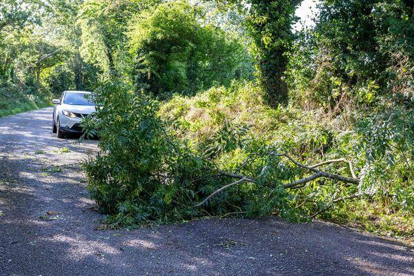 Fallen trees in the aftermath of Storm Antoni.